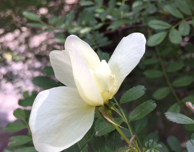 ����c�����Ӱ